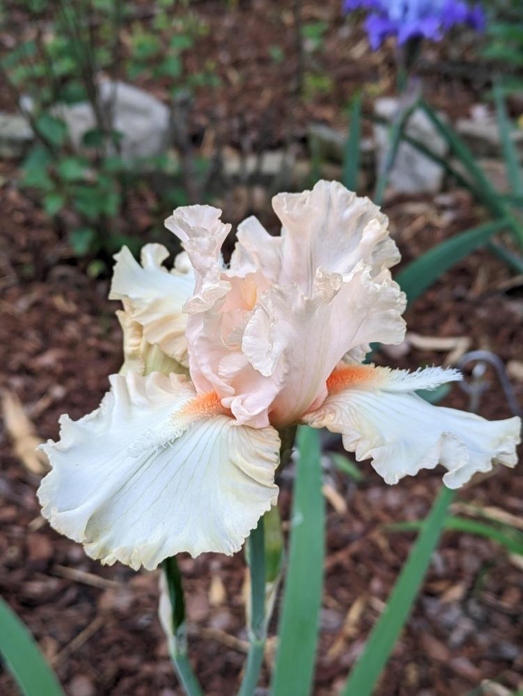 Photo of Tall Bearded Iris (Iris 'Richard B.') uploaded by DixieSwede