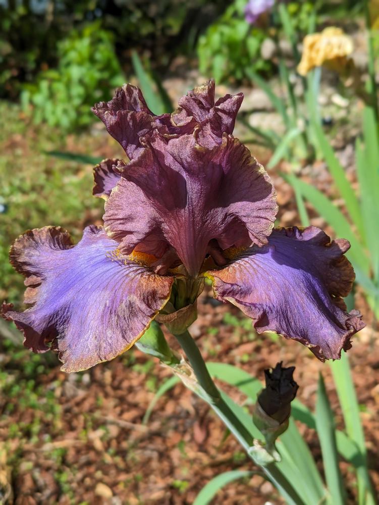 Photo of Tall Bearded Iris (Iris 'Wildside Walk') uploaded by DixieSwede