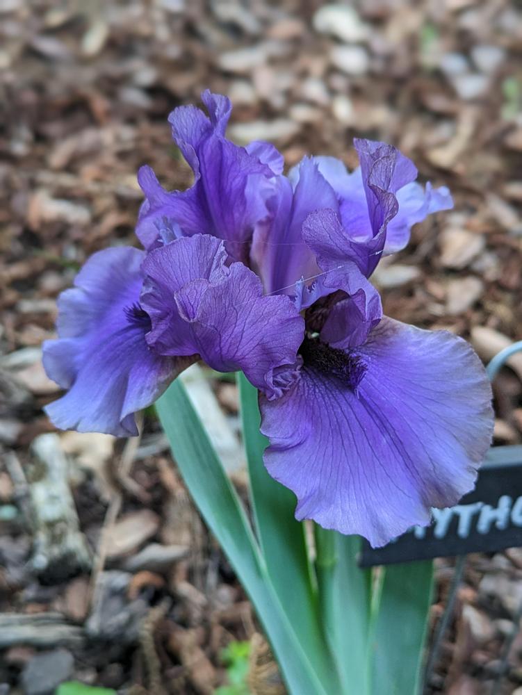 Photo of Tall Bearded Iris (Iris 'Mythology') uploaded by DixieSwede
