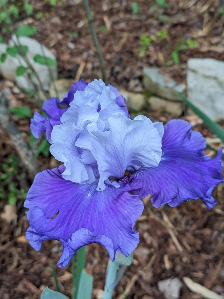 Photo of Tall Bearded Iris (Iris 'Jerico Springs') uploaded by DixieSwede