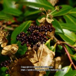Location: Howick Hall gardens, Northumberland, England UK 
Date: 2020-08-07
Smyrnium perfoliatum