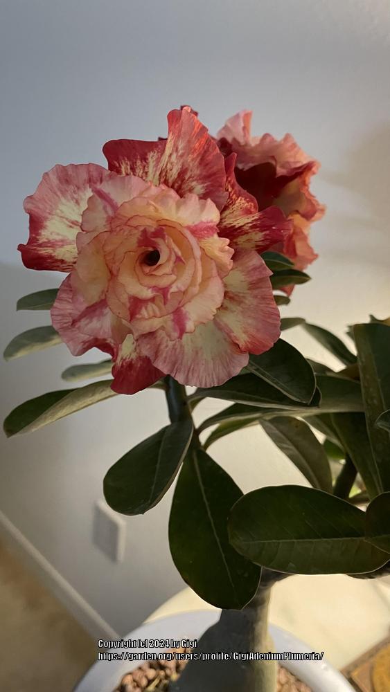 Photo of Desert Rose (Adenium 'CD 01') uploaded by GigiAdeniumPlumeria