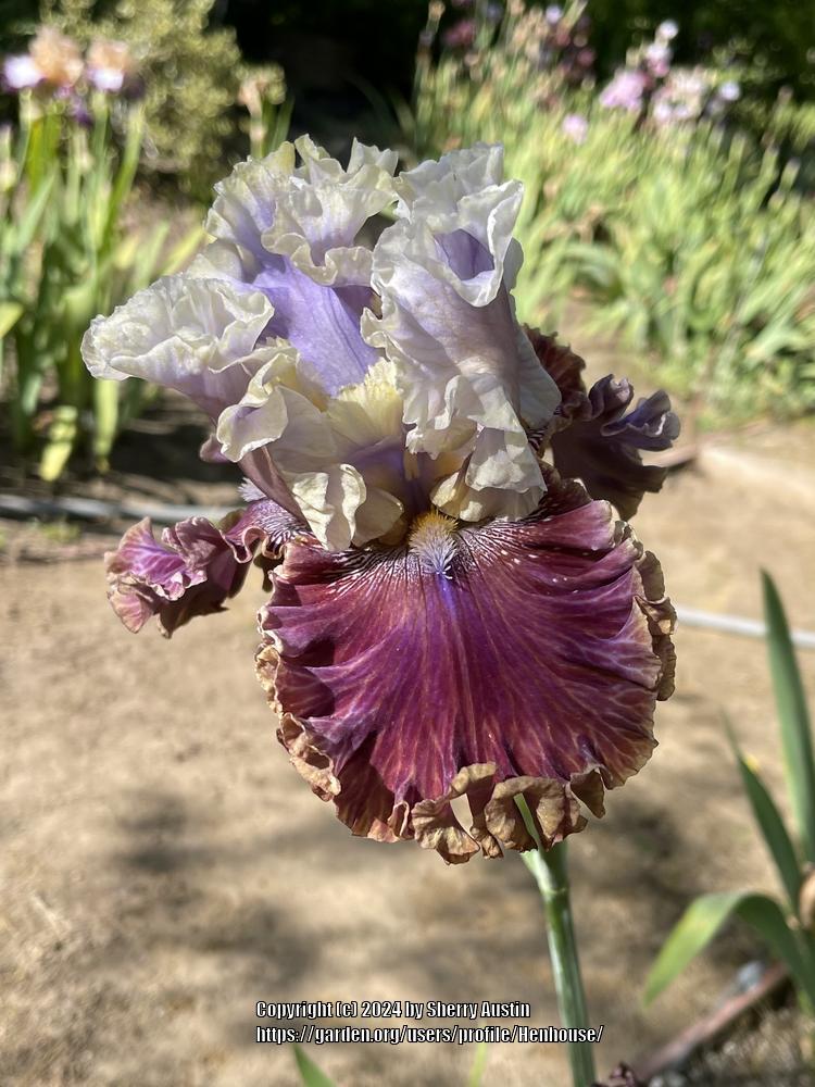 Photo of Tall Bearded Iris (Iris 'Flirty Tease') uploaded by Henhouse