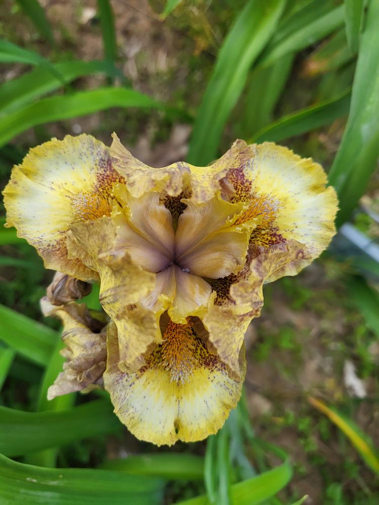 Photo of Standard Dwarf Bearded Iris (Iris 'Busy as a Bee') uploaded by IrisLily