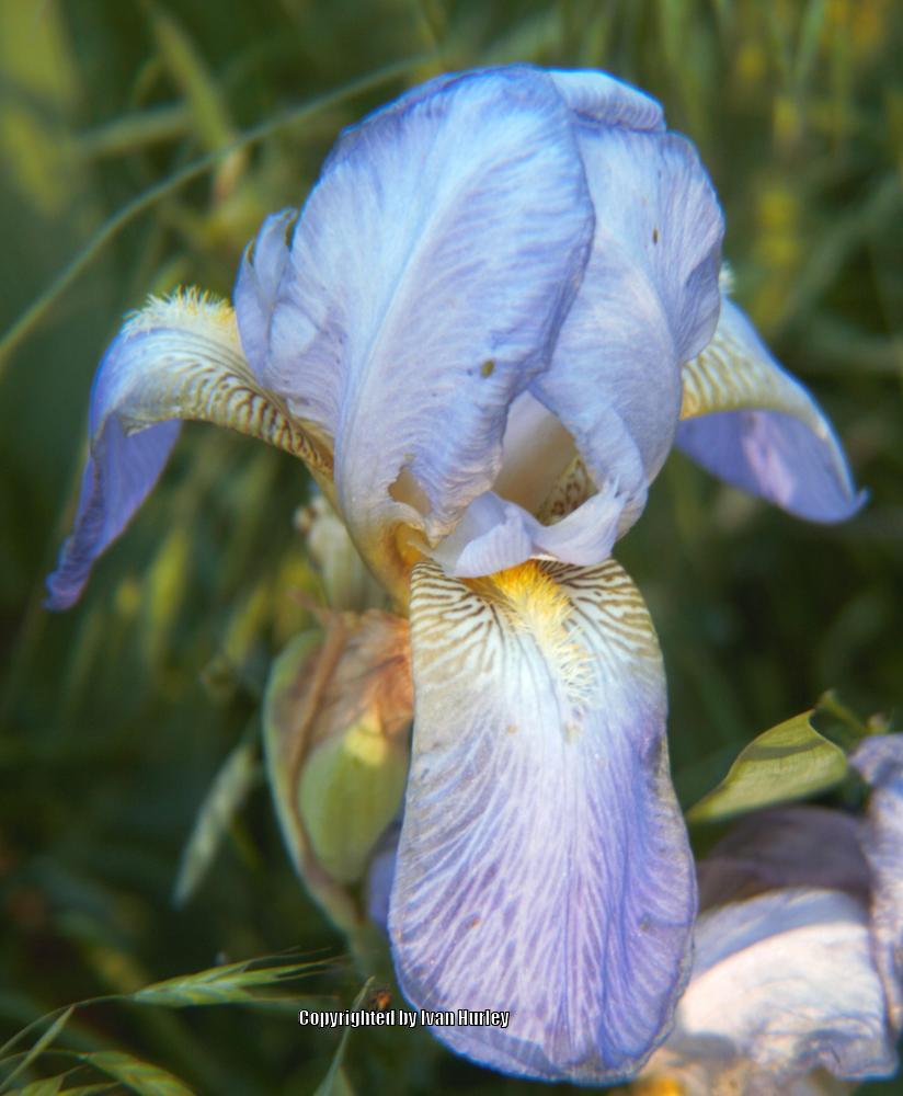 Photo of Tall Bearded Iris (Iris 'O My Goodness') uploaded by Ivan_N_Tx