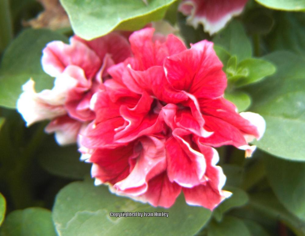 Photo of Double Grandiflora Petunia (Petunia 'Pirouette Red') uploaded by Ivan_N_Tx