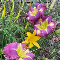 Location: Victoria Tx
It looks like the yellow daylily wanted to get into the photo sho
