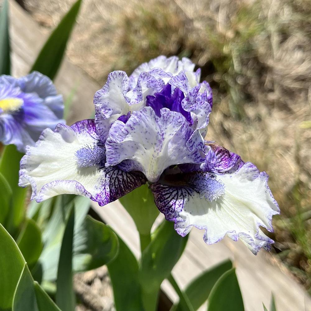 Photo of Standard Dwarf Bearded Iris (Iris 'Tender Loving Care') uploaded by lauriemorningglory