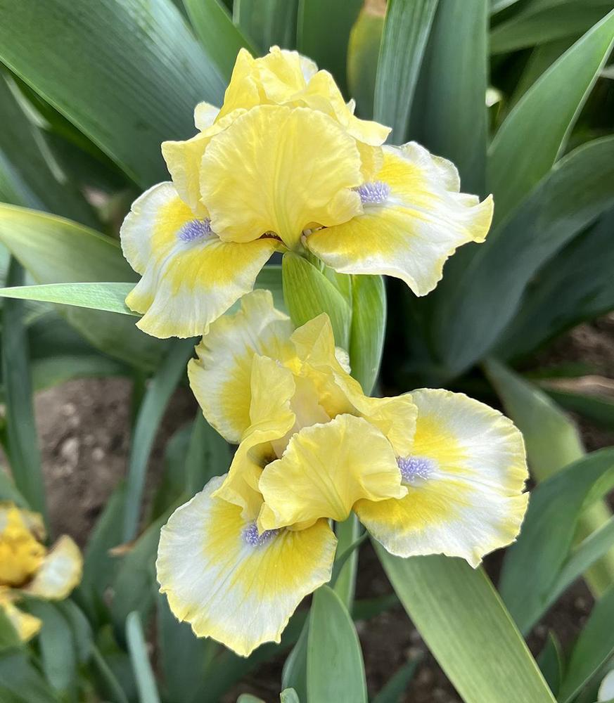 Photo of Standard Dwarf Bearded Iris (Iris 'Secret Password') uploaded by lauriemorningglory