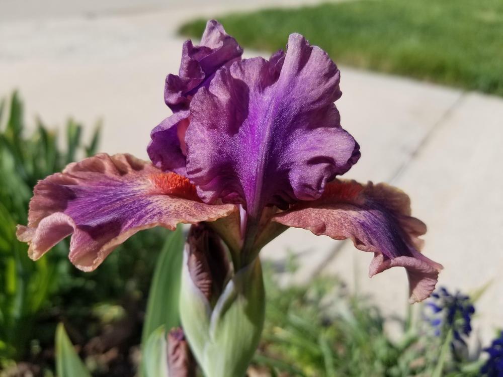 Photo of Standard Dwarf Bearded Iris (Iris 'April Fanfare') uploaded by ldenton9