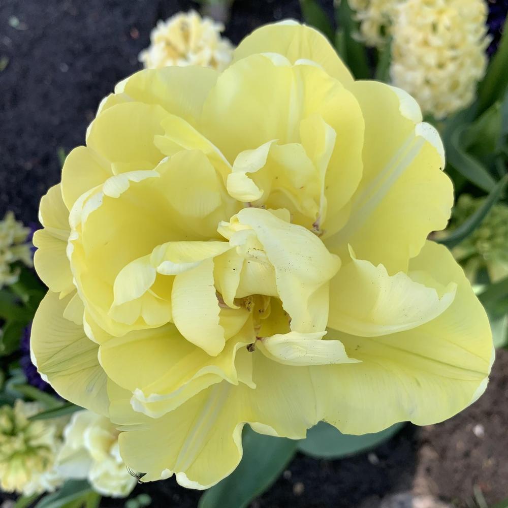 Photo of Tulip (Tulipa 'Avant Garde') uploaded by Raimisx9