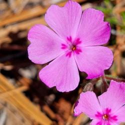 Location: Aberdeen, NC (my garden 2022)
Date: April 23, 2024
Trailing Phlox # 567; RAB page 869, 159-1-2; AG page 356, 770-1-1