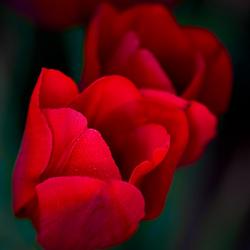 Location: Conservatory Garden NYC
Date: 2024-04-25
Tulipa Bastogne © 2024 DOUGLAS DUBLER 3