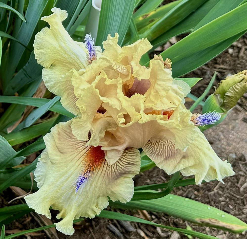 Photo of Tall Bearded Iris (Iris 'Caribbean Cruise') uploaded by floota