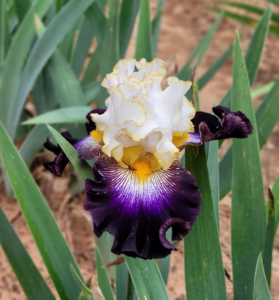 Photo of Tall Bearded Iris (Iris 'All the Rage') uploaded by Bitoftrouble
