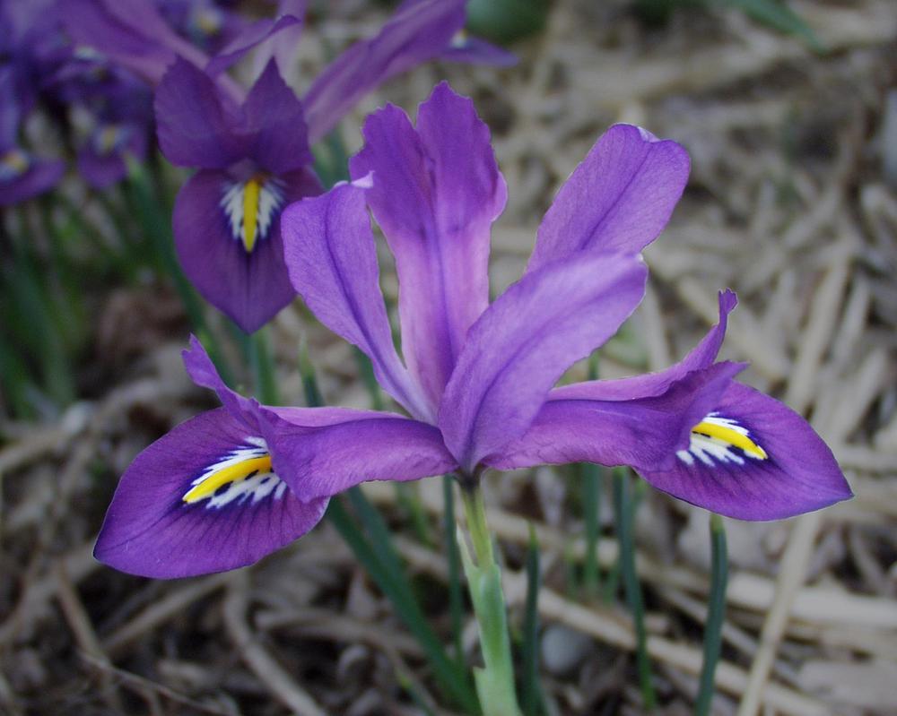 Photo of Reticulated Iris (Iris 'Scent Sational') uploaded by Jerrytheplater