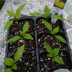 Location: Eagle Bay, New York
Date: 2024-04-28
Sweet Bell Pepper (Capsicum annuum ‘Yellow Belle’) seedlings