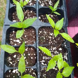 Location: Eagle Bay, New York
Date: 2024-04-28
Sweet Pepper (Capsicum annuum 'Snackabelle Red') seedlings