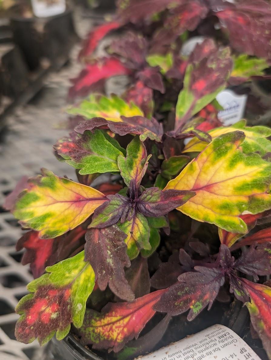 Photo of Coleus (Coleus scutellarioides 'Special Effects') uploaded by Joy
