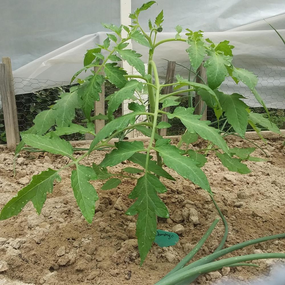 Photo of Tomato (Solanum lycopersicum 'Domingo') uploaded by TomatoNut95
