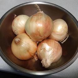 Location: Eagle Bay, New York
Date: 2024-04-30
Garden Onion (Allium cepa 'Early Yellow Globe') great cooking or 