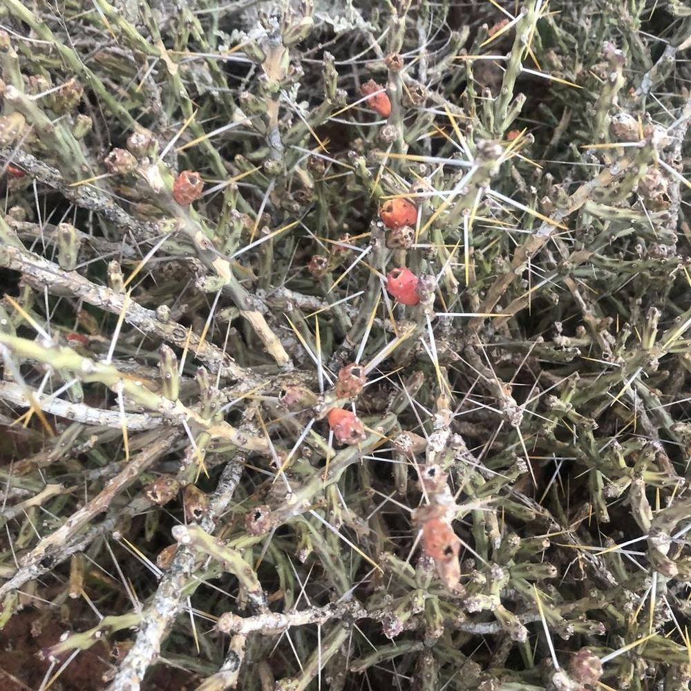 Photo of Desert Christmas Cactus (Cylindropuntia leptocaulis) uploaded by sedumzz