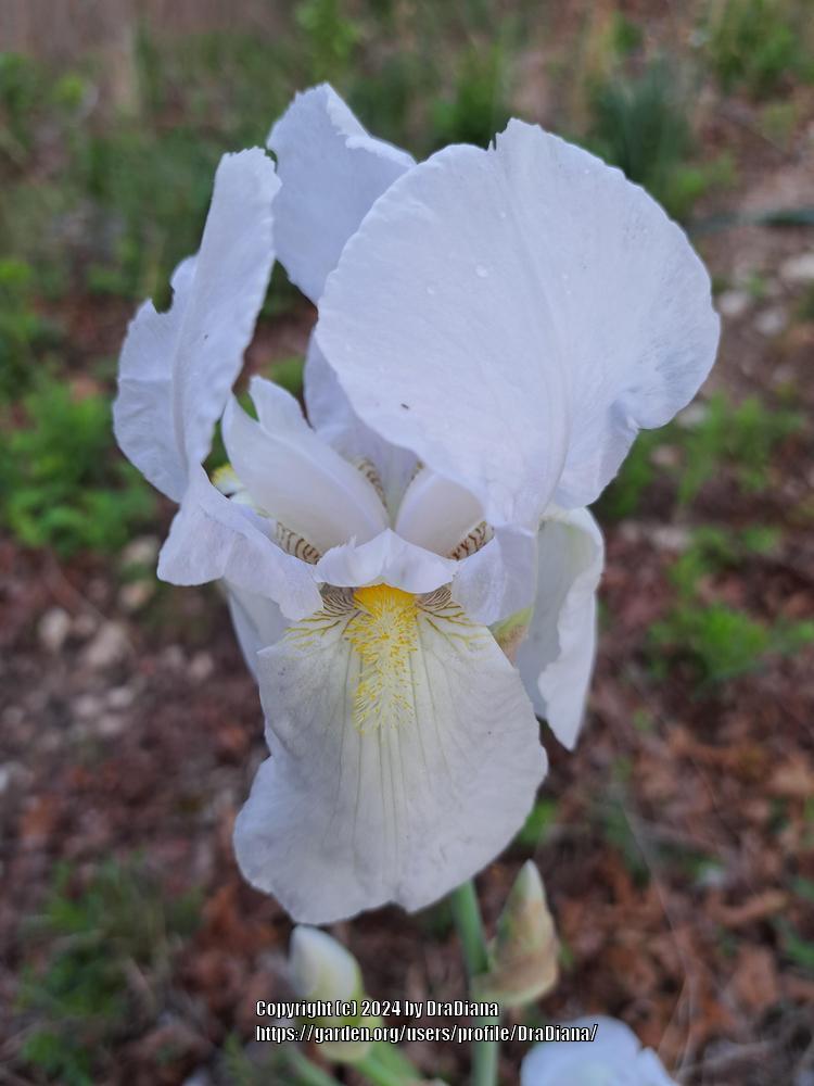 Photo of Tall Bearded Iris (Iris 'Purissima') uploaded by DraDiana