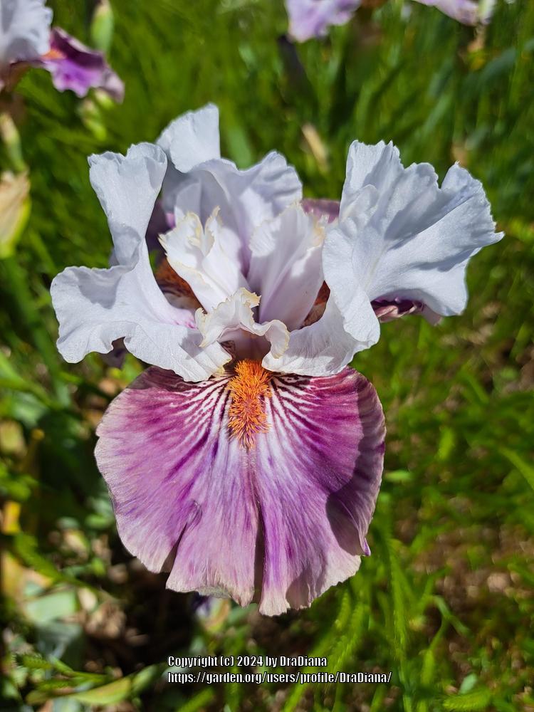 Photo of Tall Bearded Iris (Iris 'Apocalypse Girl') uploaded by DraDiana
