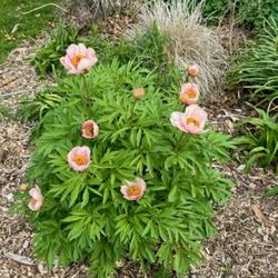 Location: Clinton, Michigan 49236
Date: 2024-05-01
Peony 'Nosegay' 24W18 xPeony S4- (Saunders, 1950) (1-SL-PK) xPeon