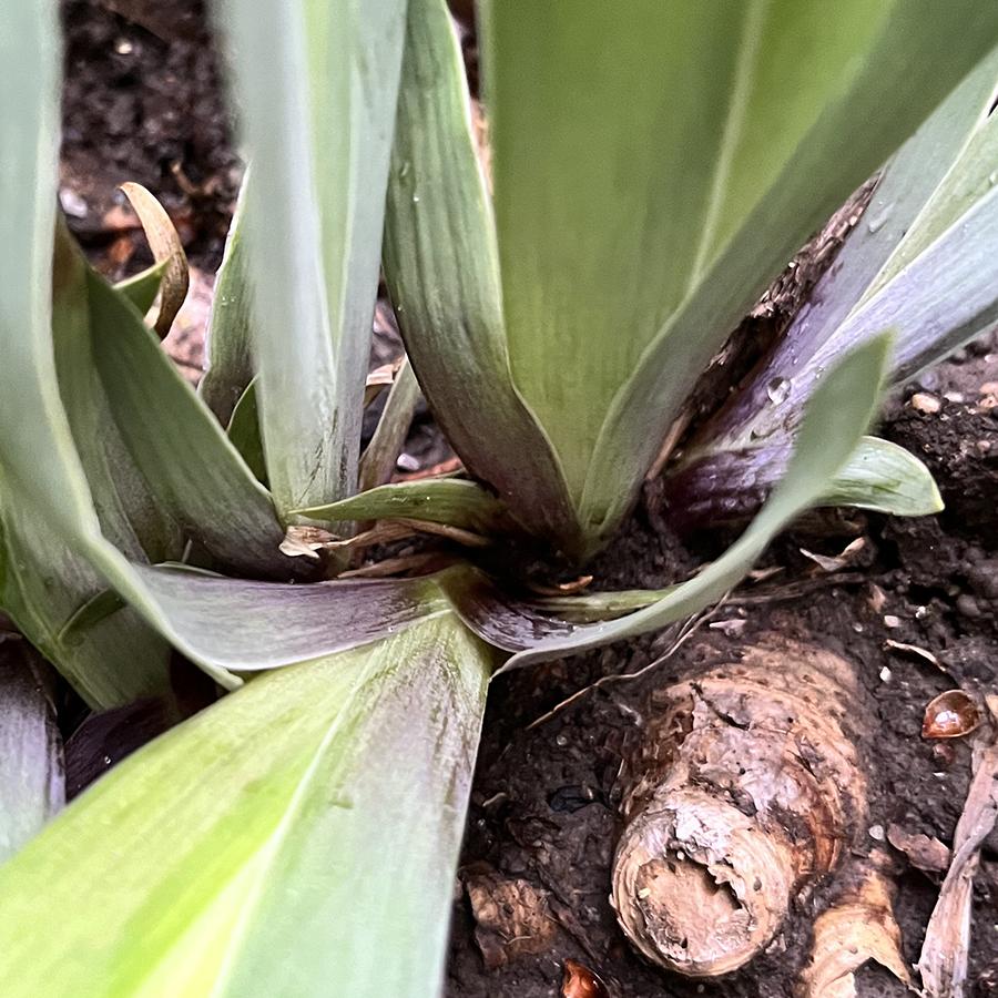 Photo of Miniature Tall Bearded Iris (Iris 'Fairy Sprinkles') uploaded by lauriemorningglory