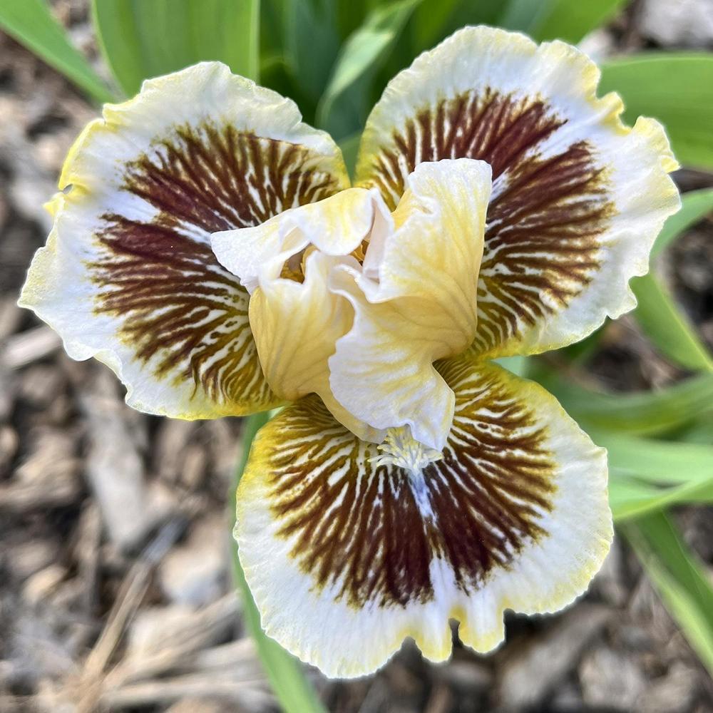 Photo of Standard Dwarf Bearded Iris (Iris 'Zaa Zaa Zing') uploaded by lauriemorningglory