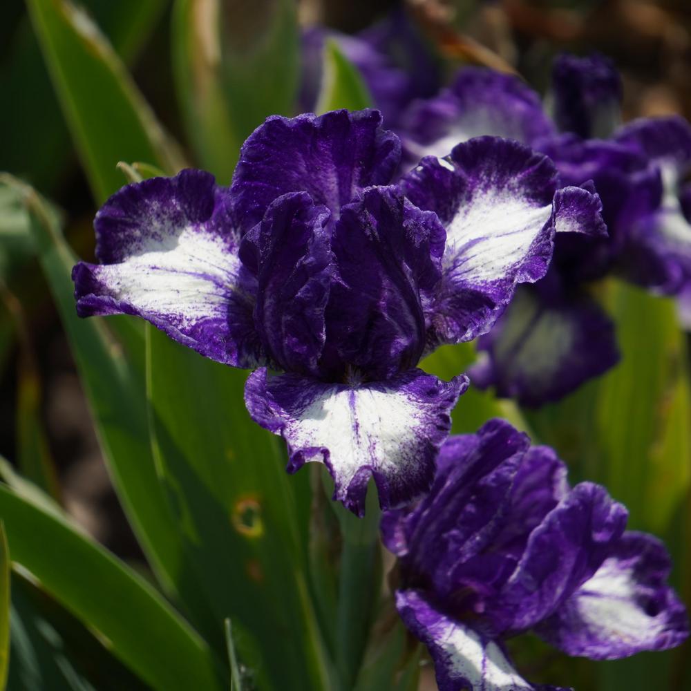 Photo of Intermediate Bearded Iris (Iris 'Starwoman') uploaded by D3LL