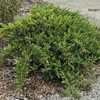 Juniperus chinensis var. sargentii 24W18 Sargent Juniper Y1- (Asi
