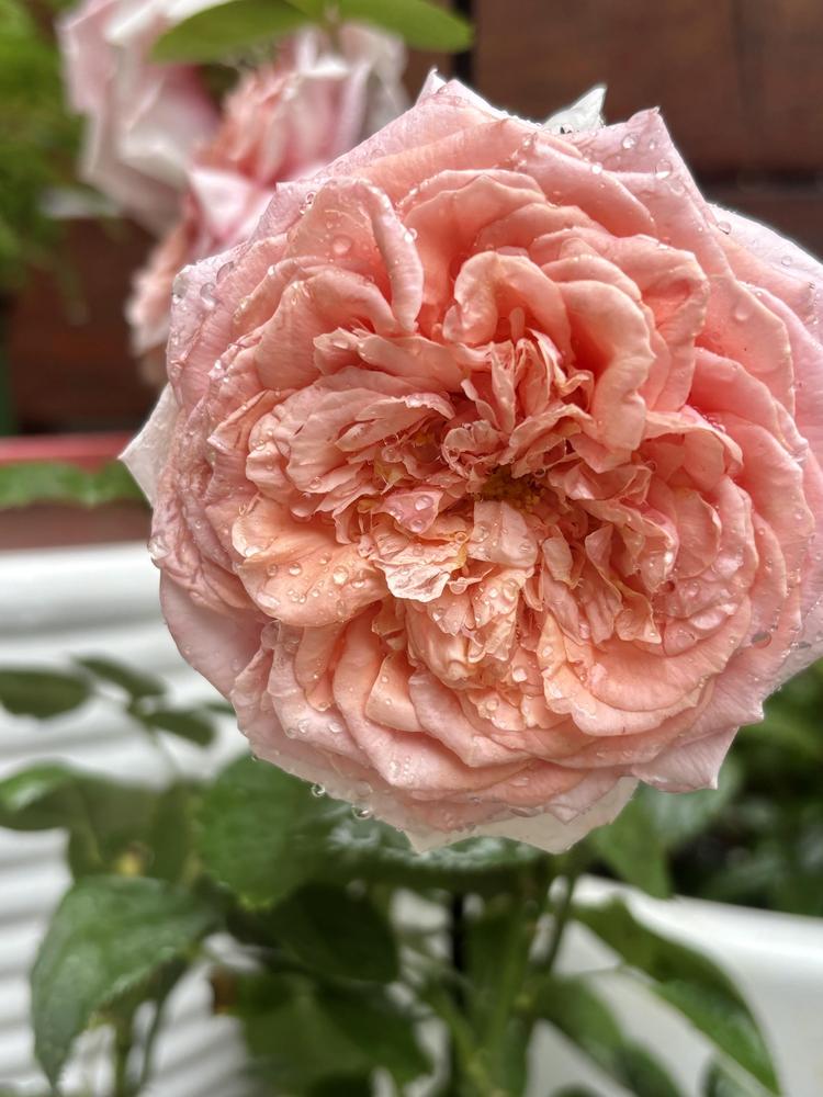 Photo of Rose (Rosa 'Stile '800') uploaded by Elena999