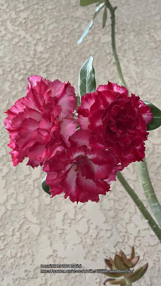 Photo of Desert Rose (Adenium 'Chai Lai') uploaded by GigiAdeniumPlumeria