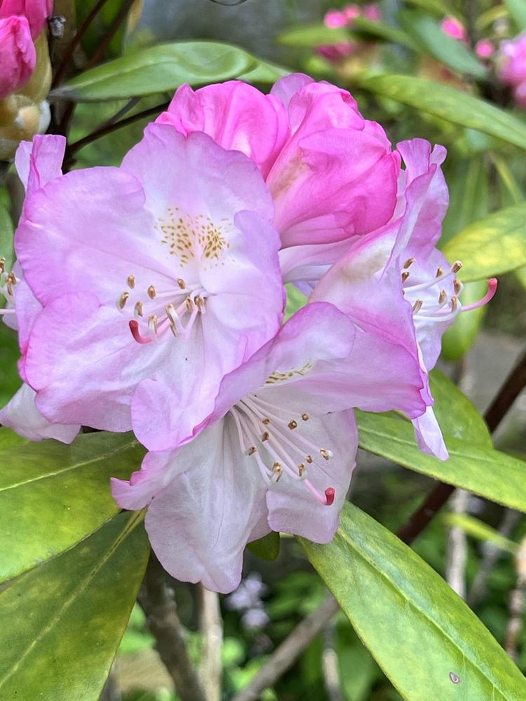 Photo of Rhododendron (Rhododendron yakushimanum 'Ken Janeck') uploaded by bxncbx