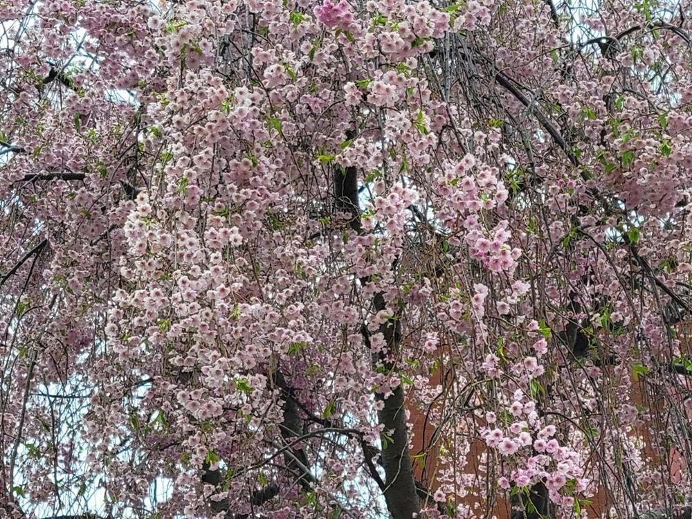 Photo of Weeping Yoshino Cherry (Prunus x yedoensis 'Perpendens') uploaded by janelp_lee
