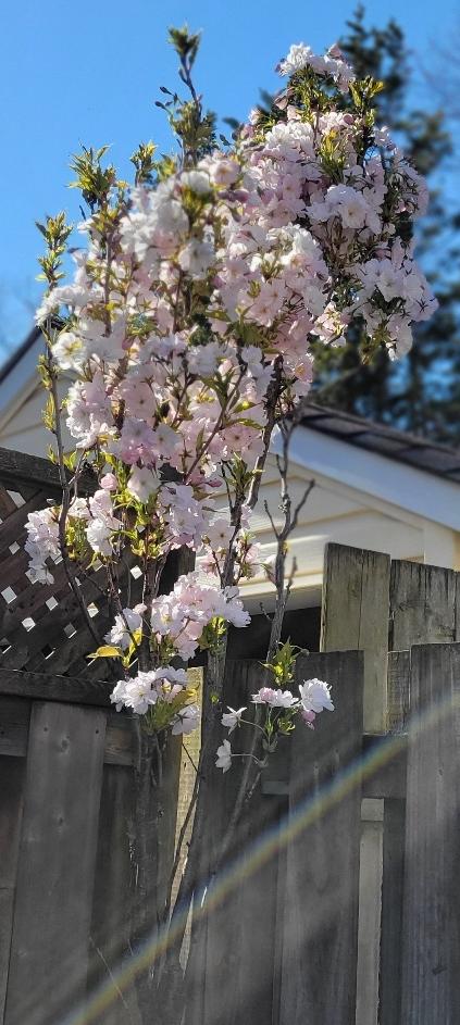 Photo of Flagpole Cherry (Prunus serrulata 'Amanogawa') uploaded by janelp_lee