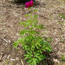 Location: W E Upjohn Peony Garden, Nichols Arboretum, Ann Arbor
Date: 2023-05-14
This, the lone specimen of this variety I've seen, is slow growin