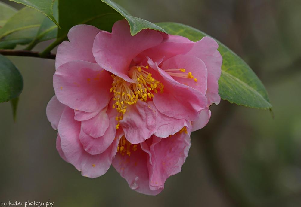 Photo of Japanese Camellia (Camellia japonica 'King's Ransom') uploaded by drirastucker