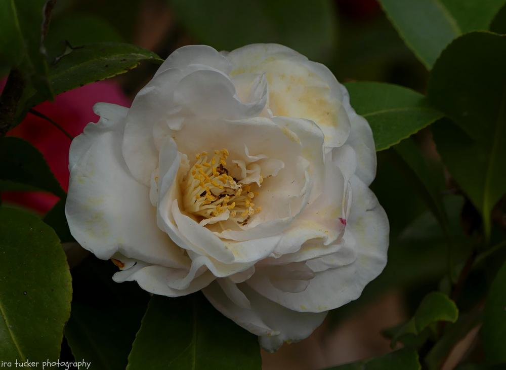 Photo of Japanese Camellia (Camellia japonica 'Dorothy Zerkowski') uploaded by drirastucker