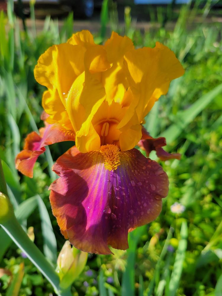 Photo of Tall Bearded Iris (Iris 'Megabucks') uploaded by KyDeltaD