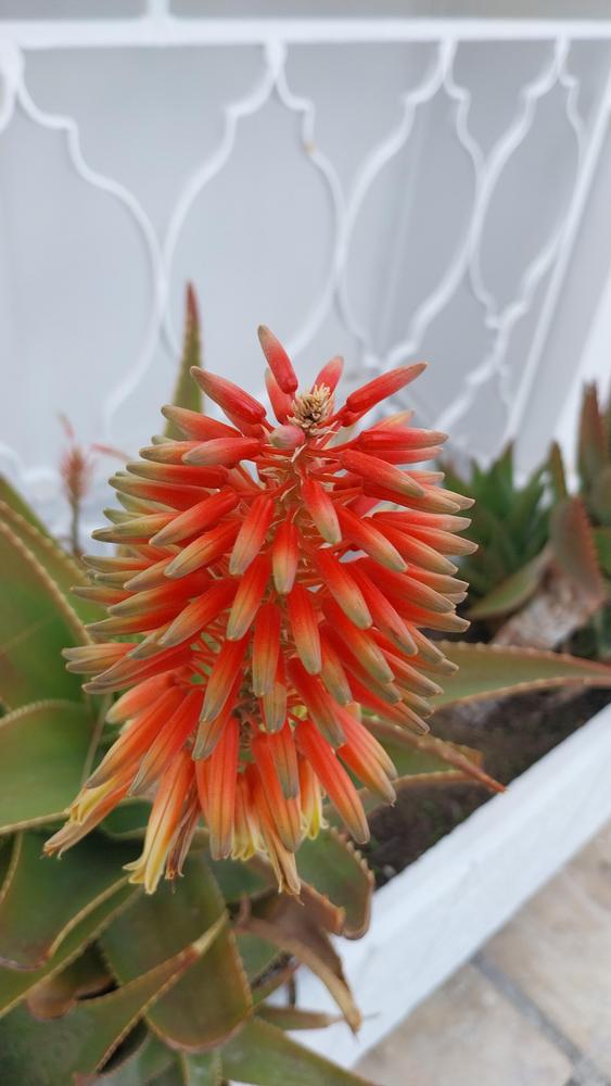 Photo of Aloe (Aloe x delaetii) uploaded by skopjecollection