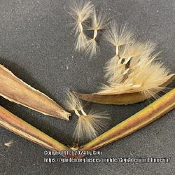 Location: My garden in Tampa, Florida
Date: 2024-05-08
First seedpod of Chickie, an arabicum. And it is long and one of 