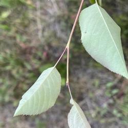 Location: Southern Maine
Date: 2023-06-20
Leaf underside in mid-June is soft blue green