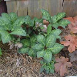 Location: an Oklahoma City garden
Date: 2024-05-02
COMPLEX AND ATTRACTIVE LEAF VARIEGATION