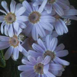 Location: Pennsylvania
Date: 2024-04-26
Cineraria from 'Spring Glory' mix