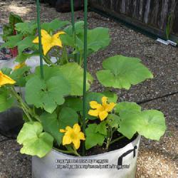 Location: Temple, Texas
Date: 2024-05-05
Grown from seeds harvested from store-bought squash.