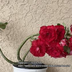 Location: My garden in Tampa, Florida
Date: 2024-05-13
It’s a red rose…a red desert rose.