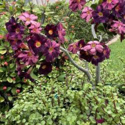 Location: My neighbor’s garden in Tampa, Florida
Date: 2024-05-13
My neighbor’s purple desert rose in full bloom.